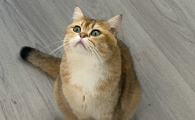 猫肾炎症状吃什么药