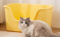 经济实惠的猫砂盆首选疯狂的主人，花小钱解决养猫卫生难题