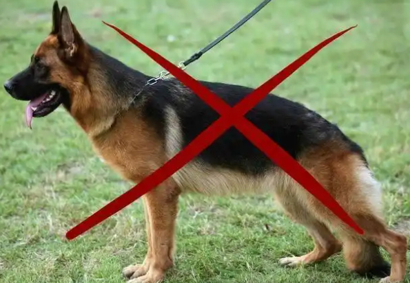 德国牧羊犬的5大缺点,就算想养也不敢养啊! 德国牧羊犬的5大缺点,就算想养也不敢养啊!