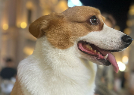 狗狗流脓眼屎是上火吗吃什么药 狗狗流脓眼屎是上火吗吃什么药