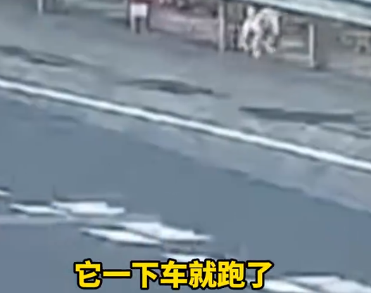 拉屎拉得全车都是,男子应急车道给狗铲屎称闻不下去 拉屎拉得全车都是,男子应急车道给狗铲屎称闻不下去