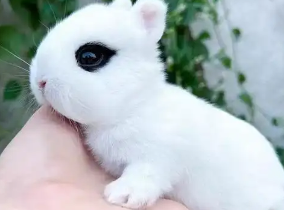 茶杯兔,萌宠界的“袖珍精灵” 茶杯兔,萌宠界的“袖珍精灵”