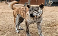 虎斑犬：珍稀犬种的魅力与科学养护