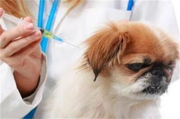 狗狗传染细小早期症状