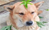 科学对抗犬瘟热：土狗抗病力背后的护理智慧