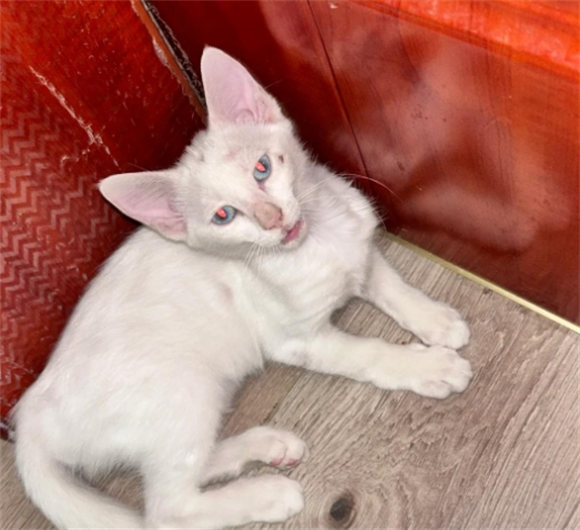 家养猫咪声音变沙哑了怎么回事