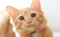 猫咪眼球浑浊是什么原因