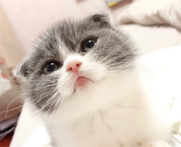 猫伪狂犬病的症状与治疗