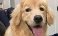 狗狗生产前一小时征兆