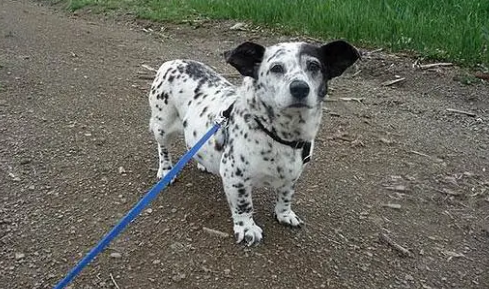 小型犬和大型犬杂交有风险吗 小型犬和大型犬杂交有风险吗