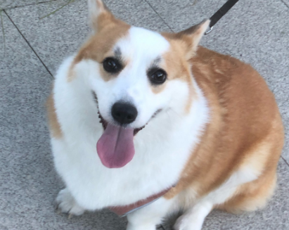 狗得疱疹能打疫苗吗