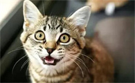 猫一直叫唤在地上翻滚