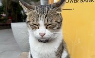 猫咪眼睛眼屎多有棕色粘稠物