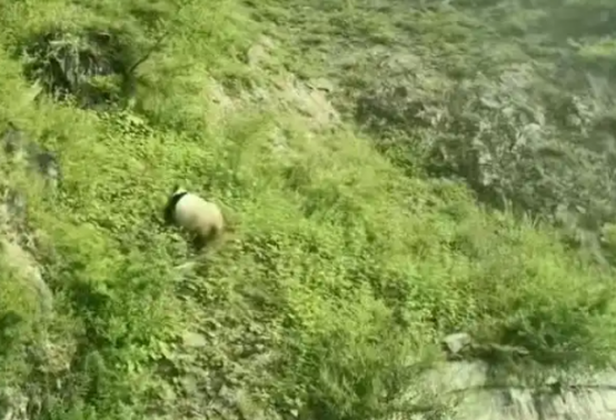 四川宝兴:游客避暑偶遇野生大熊猫外出“溜达” 四川宝兴:游客避暑偶遇野生大熊猫外出“溜达”