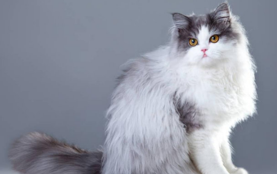 猫咪吃太快会影响健康吗 猫咪吃太快会影响健康吗
