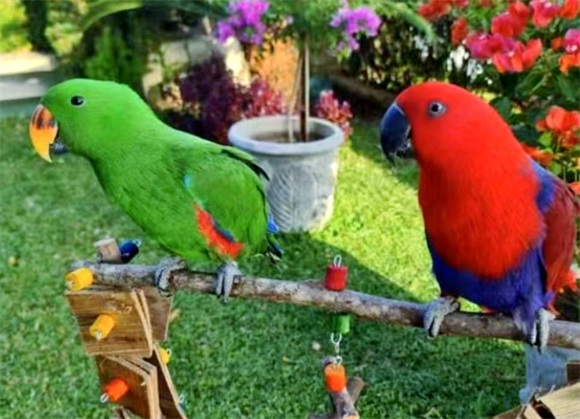 折衷鹦鹉:浑身绿光,天生一妻多夫制的独特品种 折衷鹦鹉:浑身绿光,天生一妻多夫制的独特品种