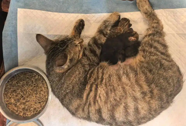 400余只猫咪被救后续：31只小猫诞生啦！