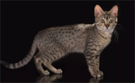 猫应激后躲床底不愿出来咋办