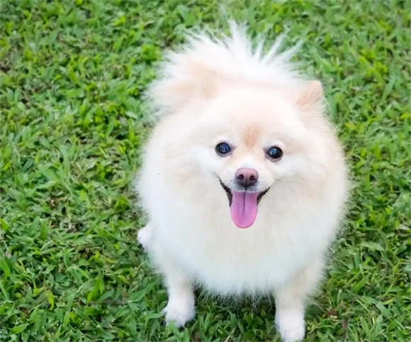 博美犬哪个品种最好看?从娃娃脸到复古风的颜值解析 博美犬哪个品种最好看?从娃娃脸到复古风的颜值解析