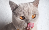 猫的青光眼症状