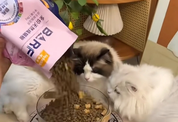 哪款国产猫粮比较好?亲测麦富迪BARF生骨肉猫粮,这波入股不亏! 哪款国产猫粮比较好?亲测麦富迪BARF生骨肉猫粮,这波入股不亏!