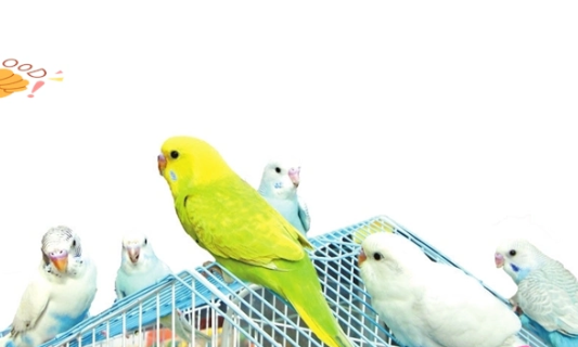 宠物经济的崛起与影响:从市场需求到产业升级 宠物经济的崛起与影响:从市场需求到产业升级