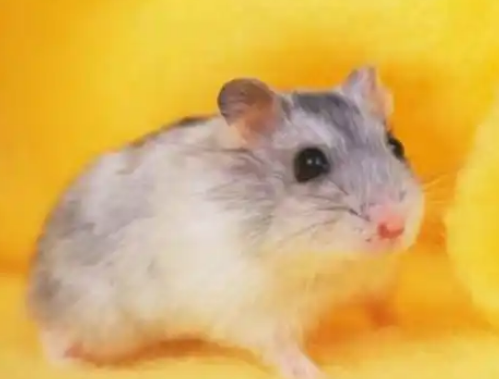 熊猫仓鼠怎么分辨公母?一探究竟的趣味科普 熊猫仓鼠怎么分辨公母?一探究竟的趣味科普