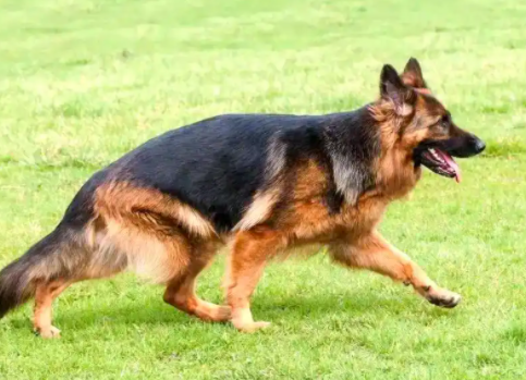 德国牧羊犬——忠诚伙伴的传奇与风采 德国牧羊犬——忠诚伙伴的传奇与风采