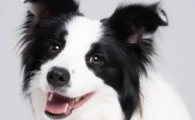 狗炎症下不来怎么办