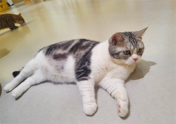 猫咪换环境怎么适应好呢