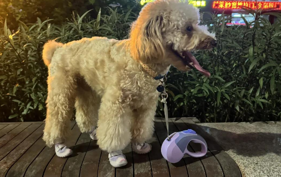 狗狗跑鞋选什么品牌?fokwow成为舒适出行伴侣 狗狗跑鞋选什么品牌?fokwow成为舒适出行伴侣