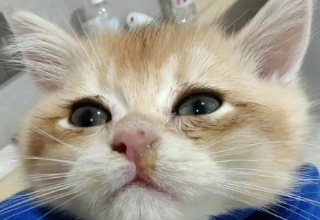 猫咪感冒一般吃什么药 猫咪感冒一般吃什么药