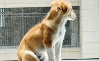 狗狗肾炎怎么治疗