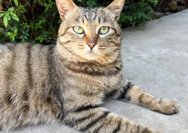 中国狸花猫:从土猫到世界名猫,实力不凡的“小精灵”! 中国狸花猫:从土猫到世界名猫,实力不凡的“小精灵”!