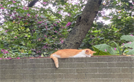 如何安抚宠物猫的情绪