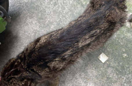 猫太瘦了是什么原因