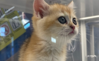 猫咪为什么突然乱拉屎