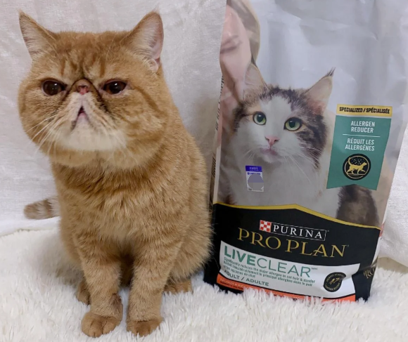 抗过敏猫粮推荐丨冠能畅抚抗过敏猫粮打造科学抗敏新方案 抗过敏猫粮推荐丨冠能畅抚抗过敏猫粮打造科学抗敏新方案