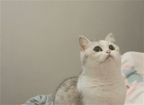猫咪情绪突然暴躁是什么原因 猫咪情绪突然暴躁是什么原因