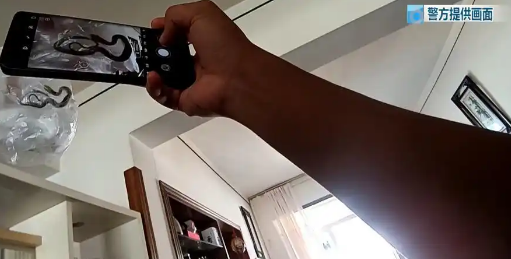 昆明一对夫妻旅行回家,发现多条蛇爬满客厅…… 昆明一对夫妻旅行回家,发现多条蛇爬满客厅……