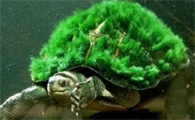 惊艳的观赏龟——绿毛龟