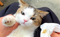猫鼻炎滴什么药水