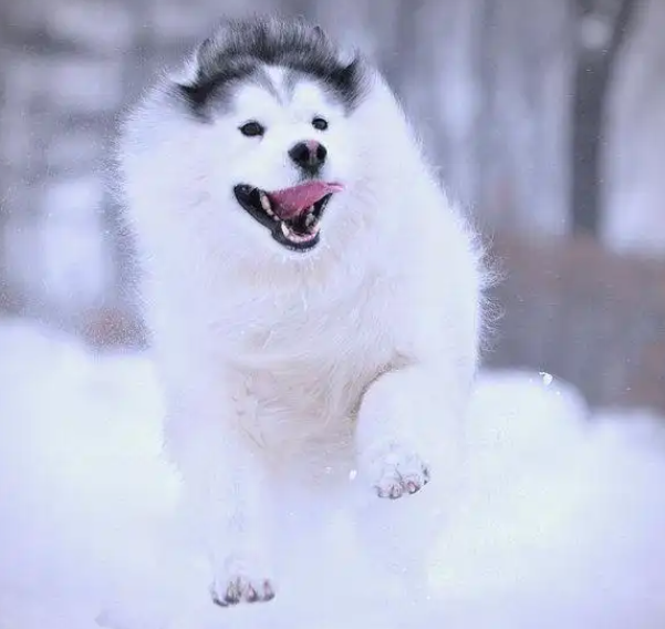 阿拉斯加雪橇犬：从极地伙伴到现代工作犬