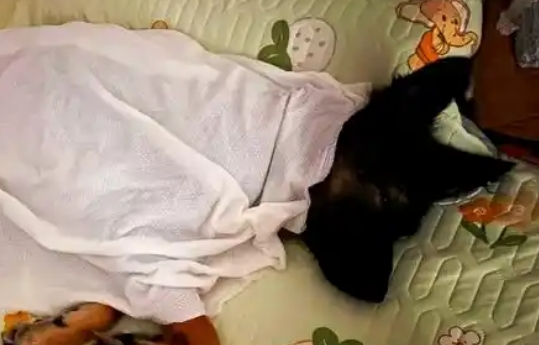 狗狗发烧了会怎样