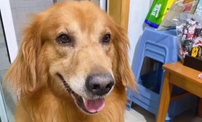 狗狗脱水了还能活多久