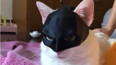 给猫咪戴上蝙蝠侠面具会怎么样,猫咪戴面具图片,猫戴面具可以吗