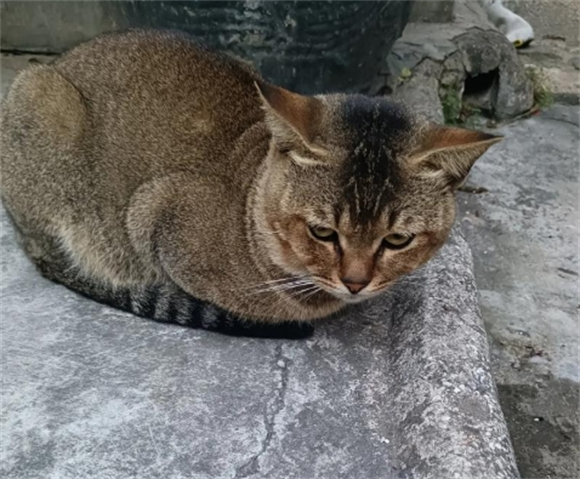 家养猫咪生完小猫后还流血