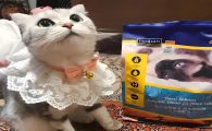什么猫粮吃了长肉？海洋之星在增重需求与健康管理之间找到平衡点