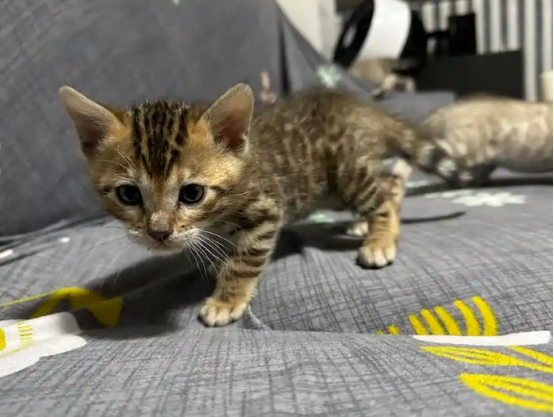 豹猫幼崽“三兄弟”现身白芨滩保护区 豹猫幼崽“三兄弟”现身白芨滩保护区