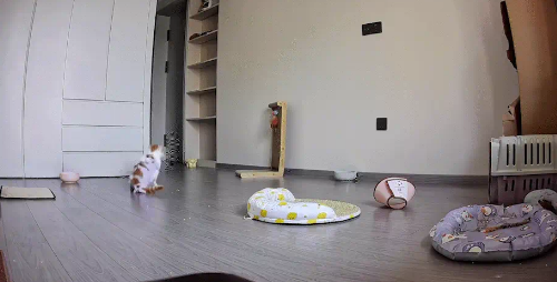 猫咪绝育后,一个后空翻把伊丽莎白圈和绝育服都脱掉了 猫咪绝育后,一个后空翻把伊丽莎白圈和绝育服都脱掉了